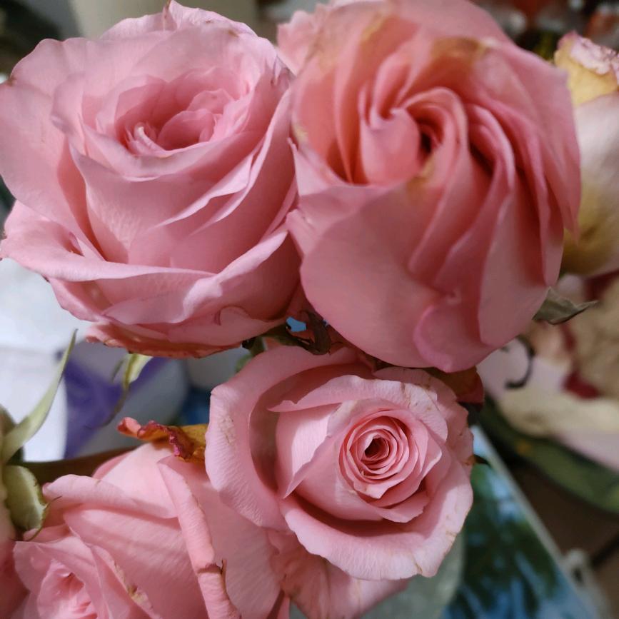 赤子之手，与此偕老