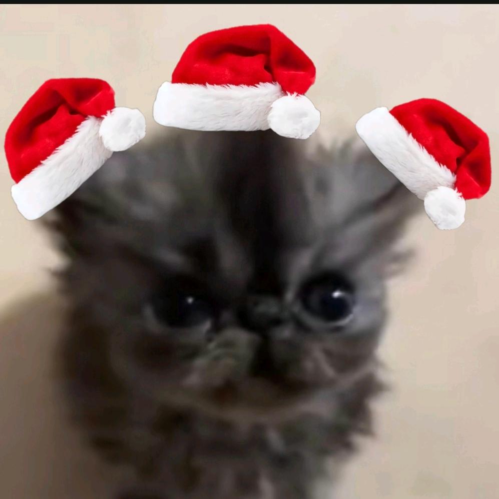 艾斯杀手小猫