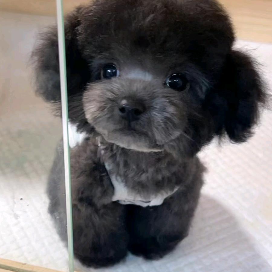 艾尚宠物三号仓