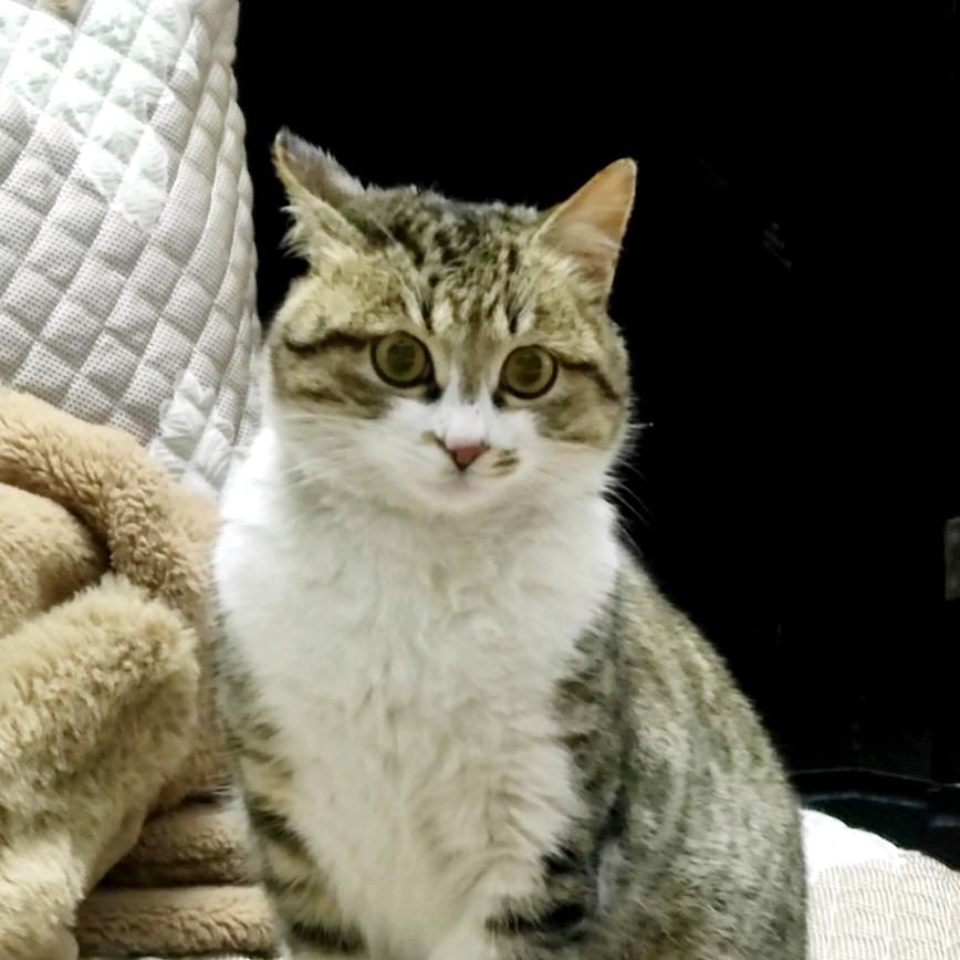 精神小猫