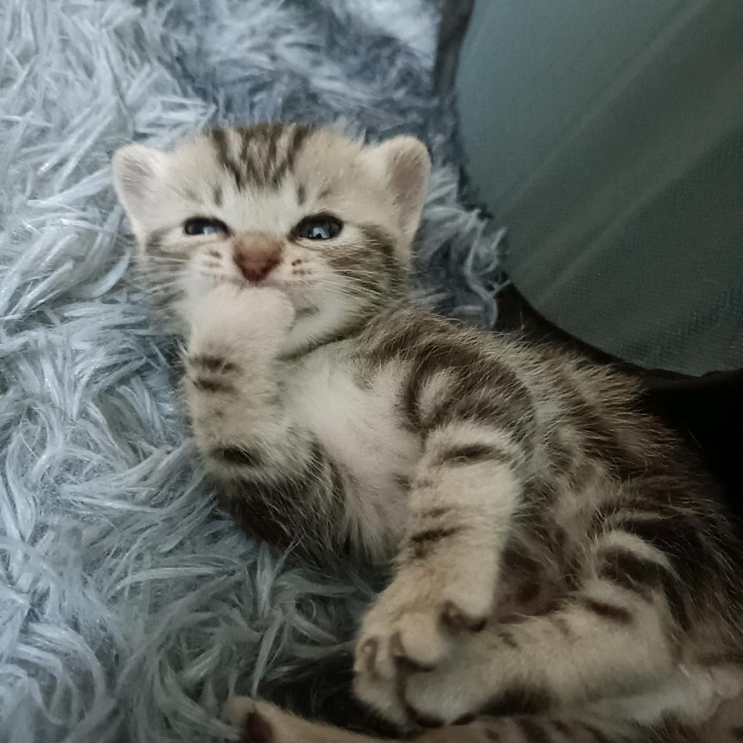 鱼的第八秒记忆是忘记