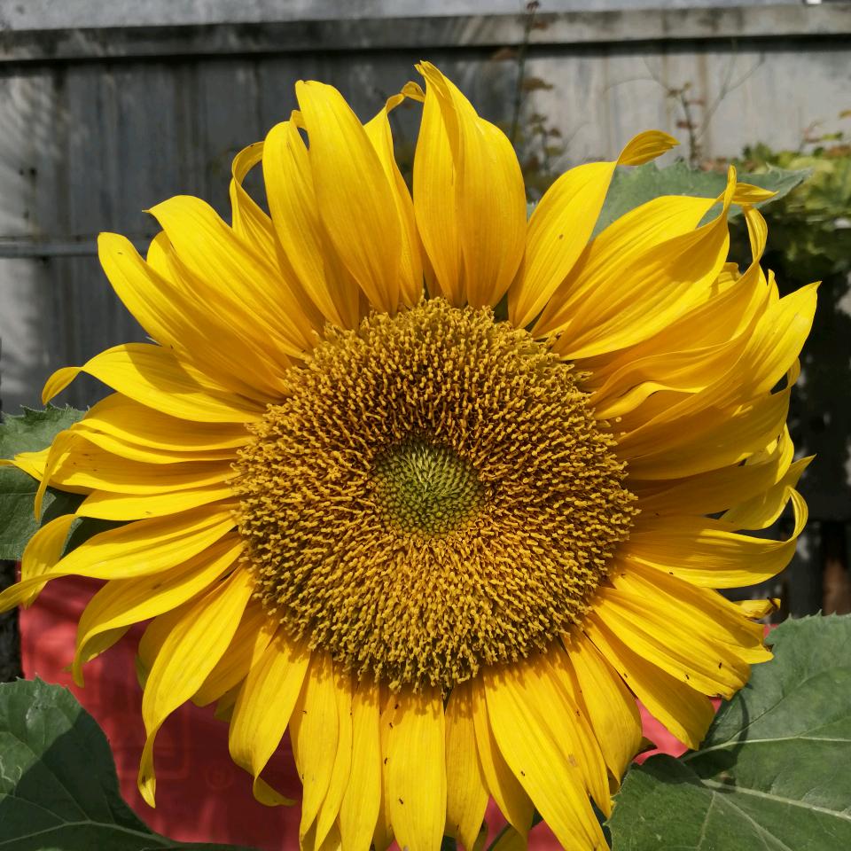 夏天的梅子，🍒🍇🍓