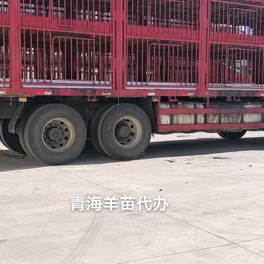 活羊经济人