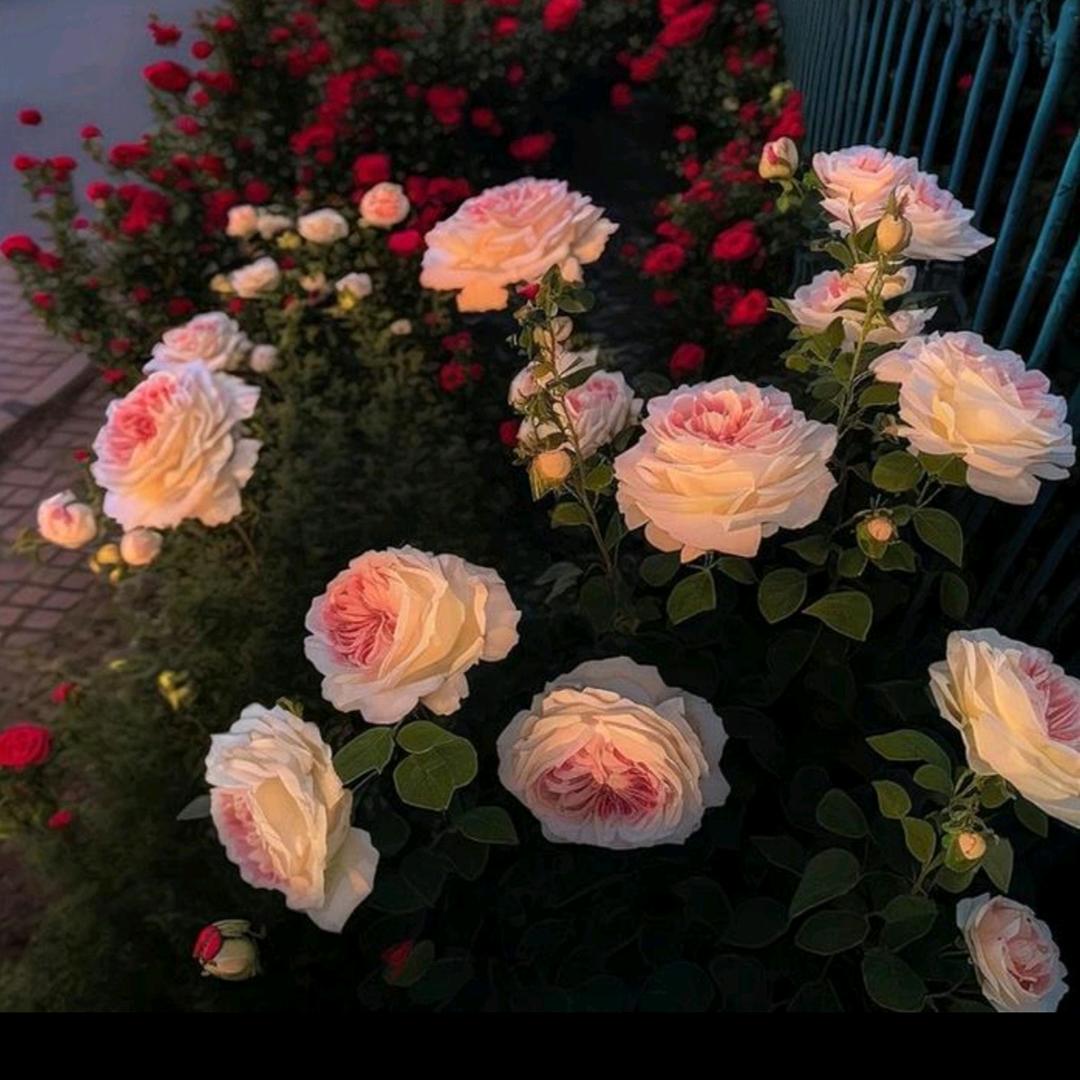 ꧁💞🕊ღ姐是᭄ꦿ꯭限量ꦿ᭄版💞🕊