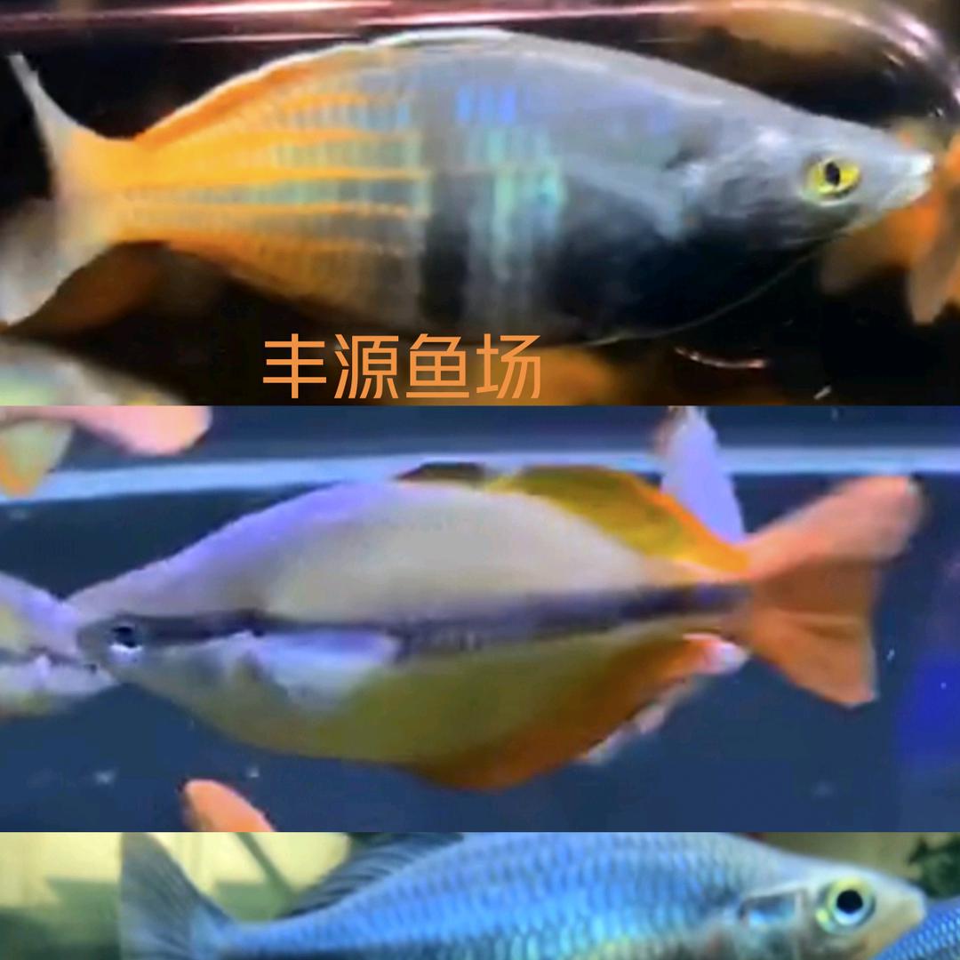 美人鱼 . 大君君