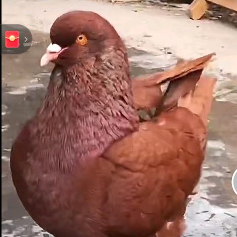 襄阳鸽子养殖