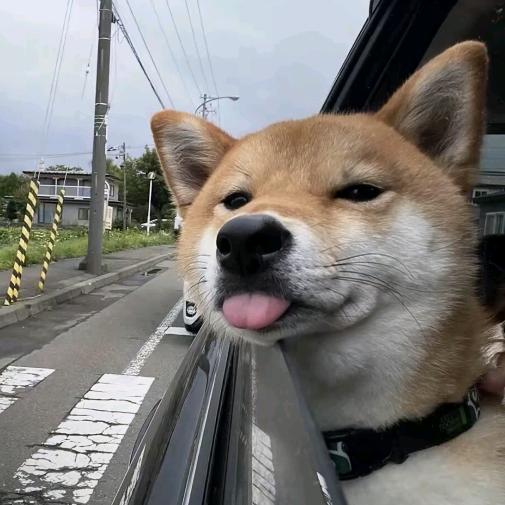 贝贝