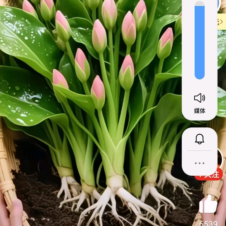 小《田》哥