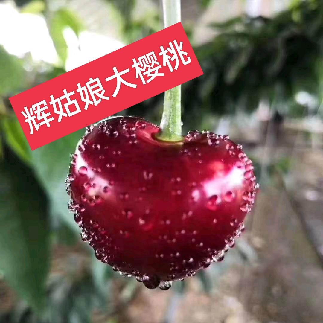 辉姑娘大樱桃