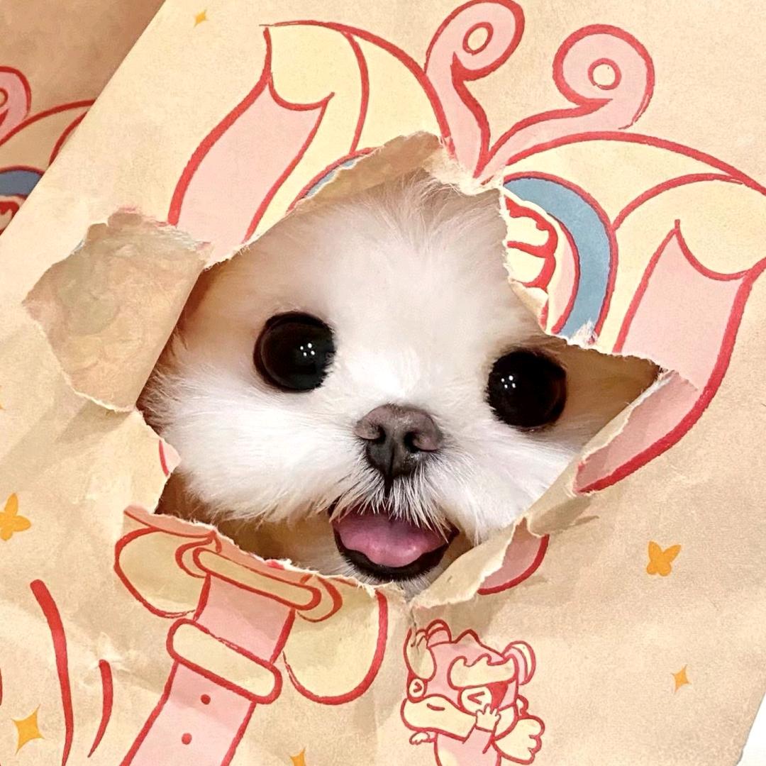 小白不白