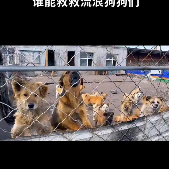 鸡西市老兵微善流浪动物救助中心