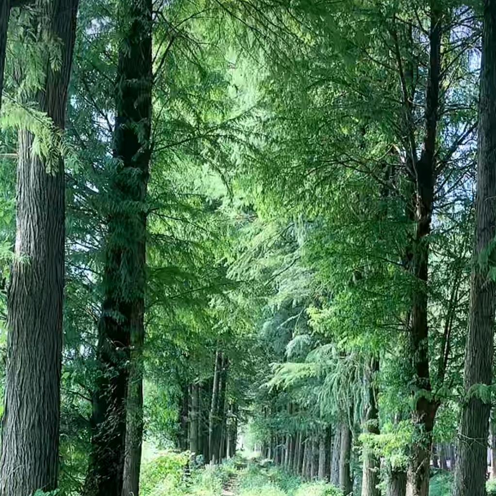 青山农家