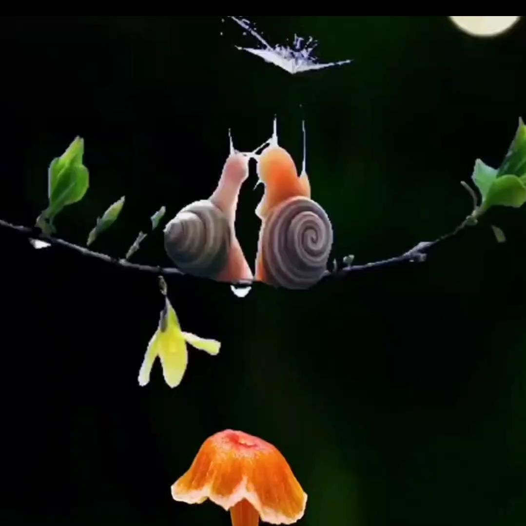 西域行者