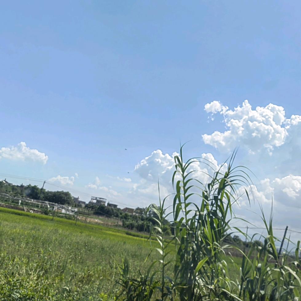 ➩Wesir❀゛