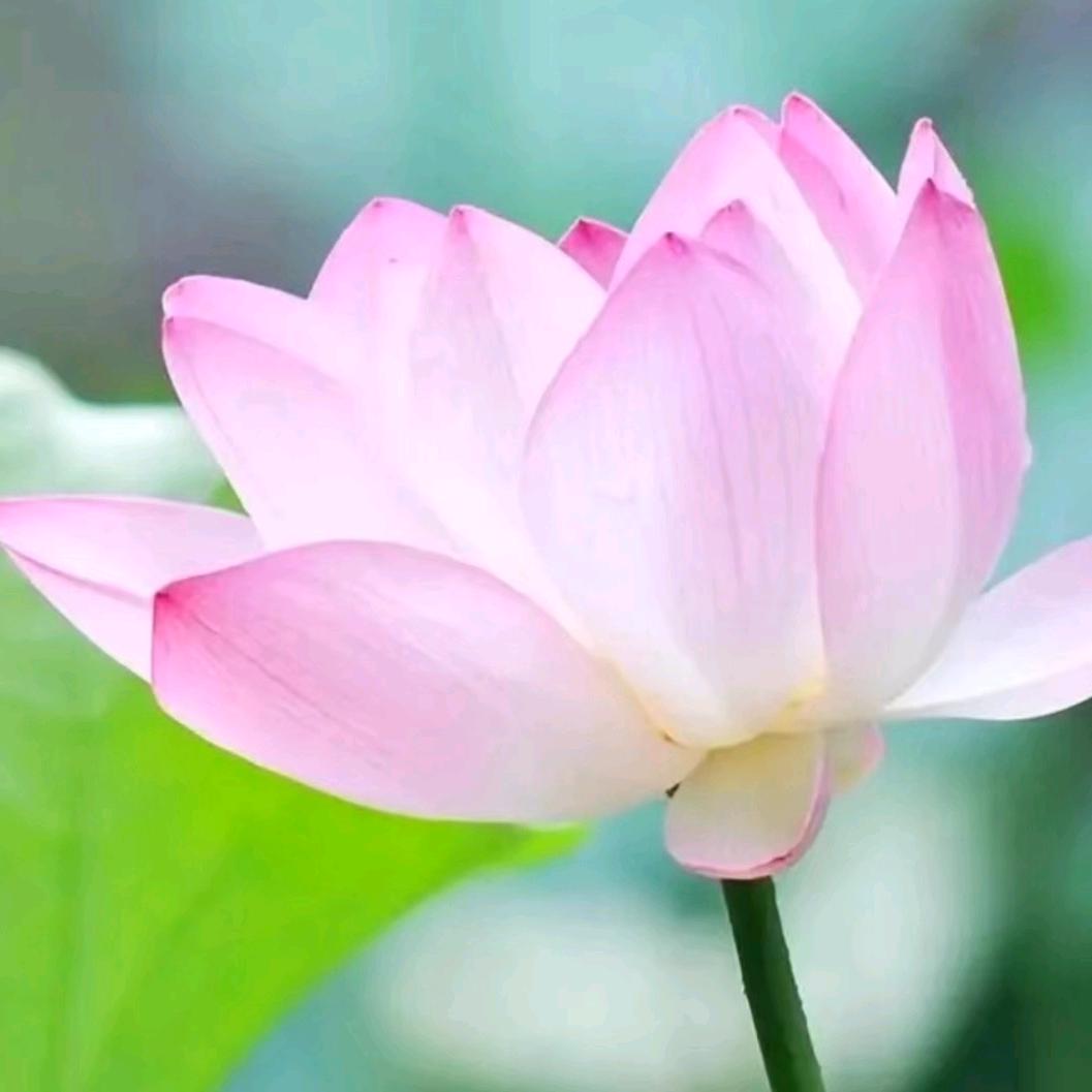 郭小麦.