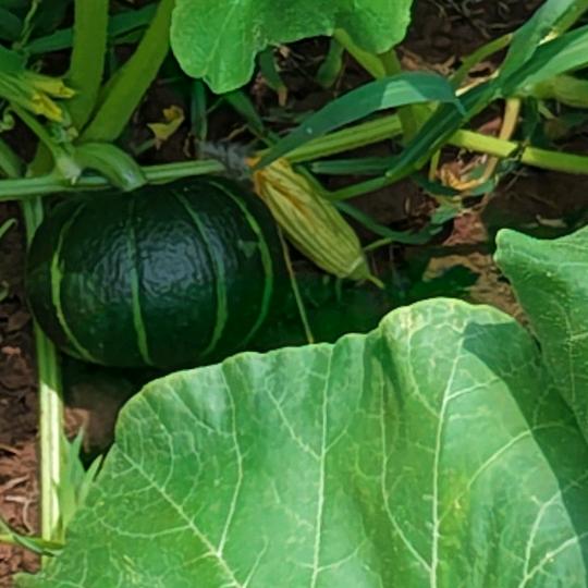 🍁枫叶（贝贝南瓜）🍁