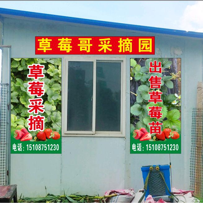 草莓哥