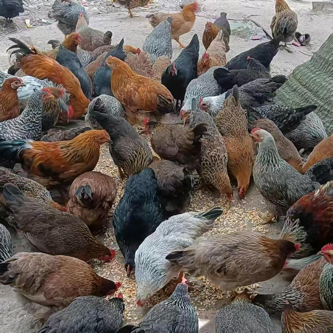 一念鸡舍