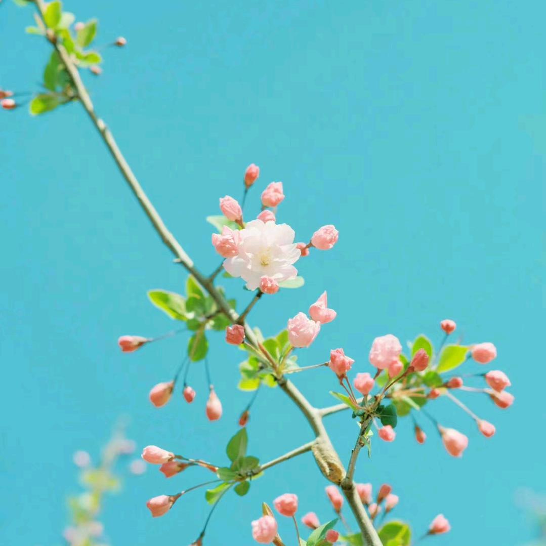 梦屿