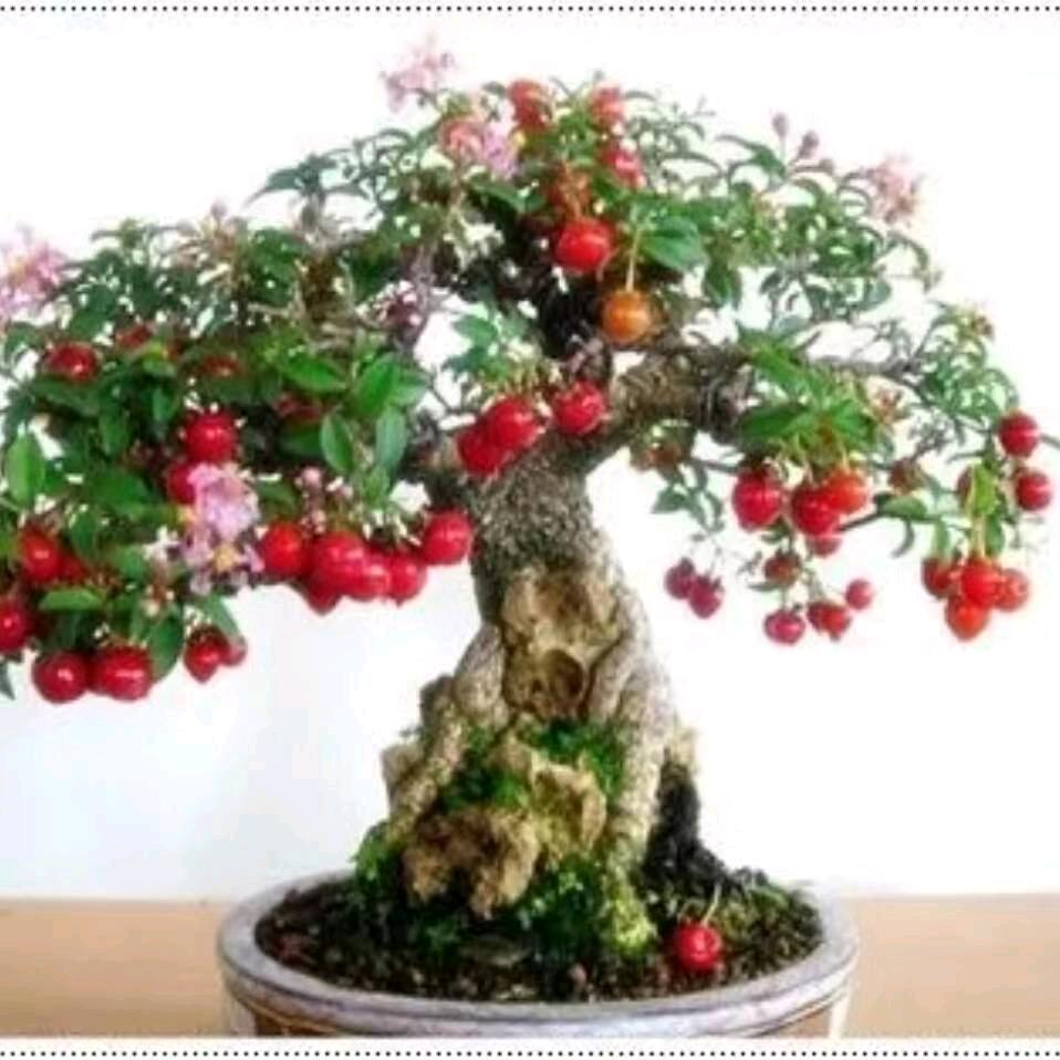 春暖花开👨‍❤️‍👨👨‍❤️‍👨