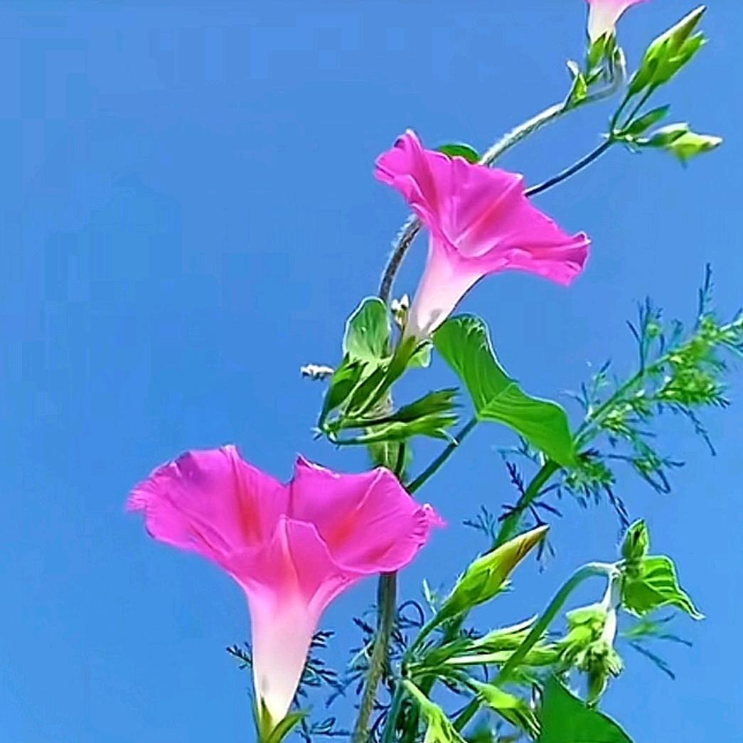 燕🌸子