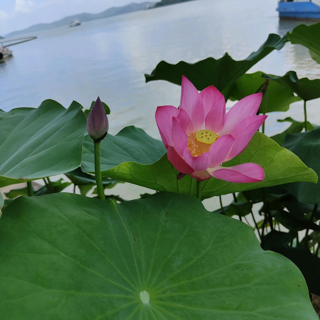 心如静水