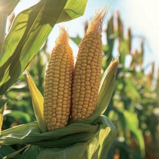 粮多多粮食购销