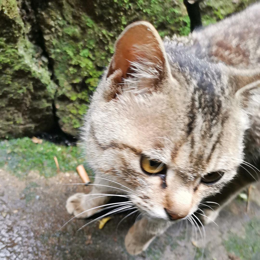 莓流量