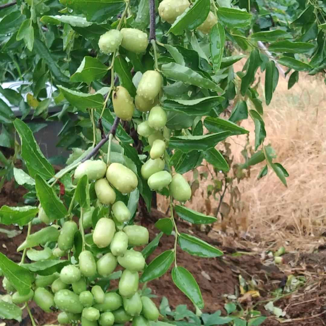 一个孩子的妈妈