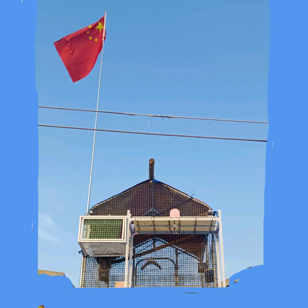 虎鸽（陵城鸽舍）