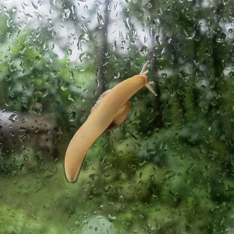 阿敏