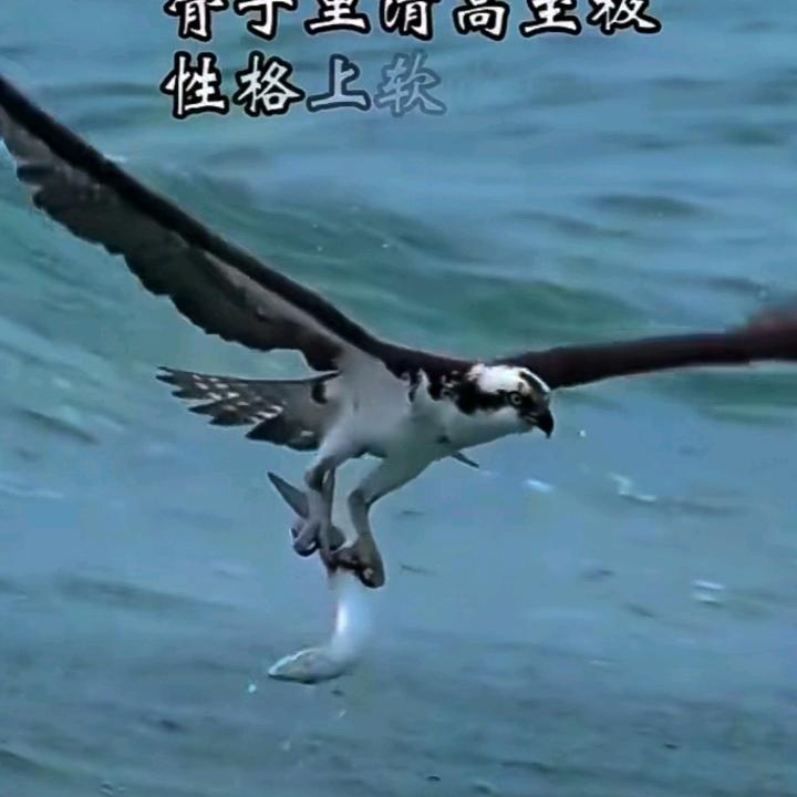 见过雄鹰的中国女人