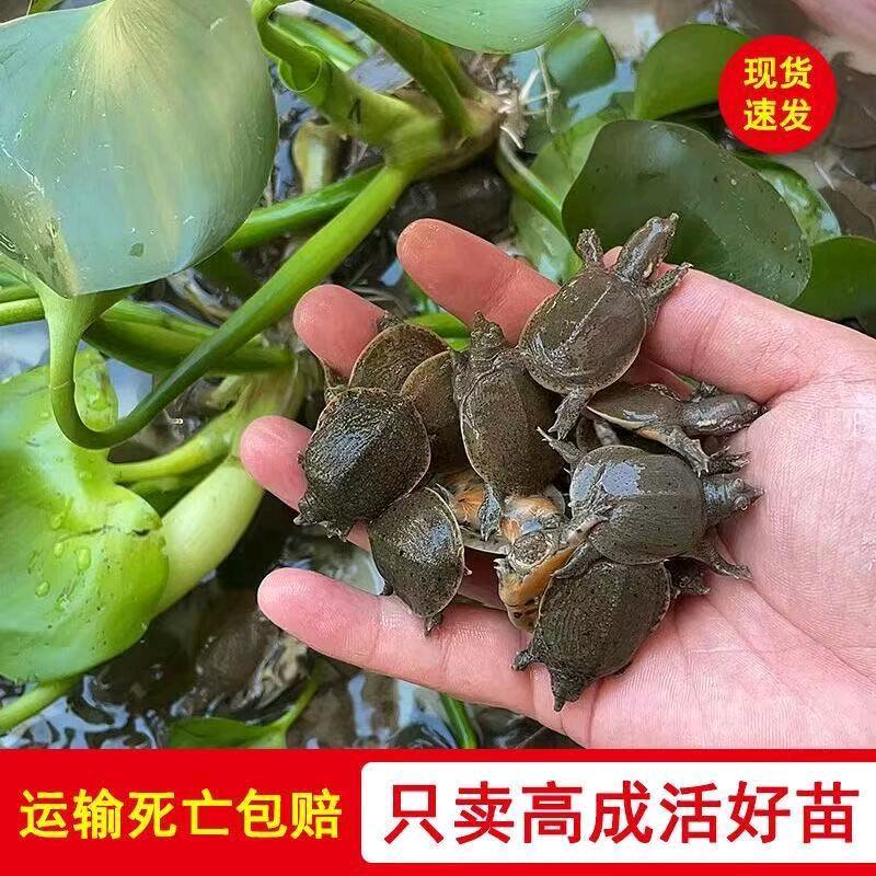 勇胜龟鳖养殖