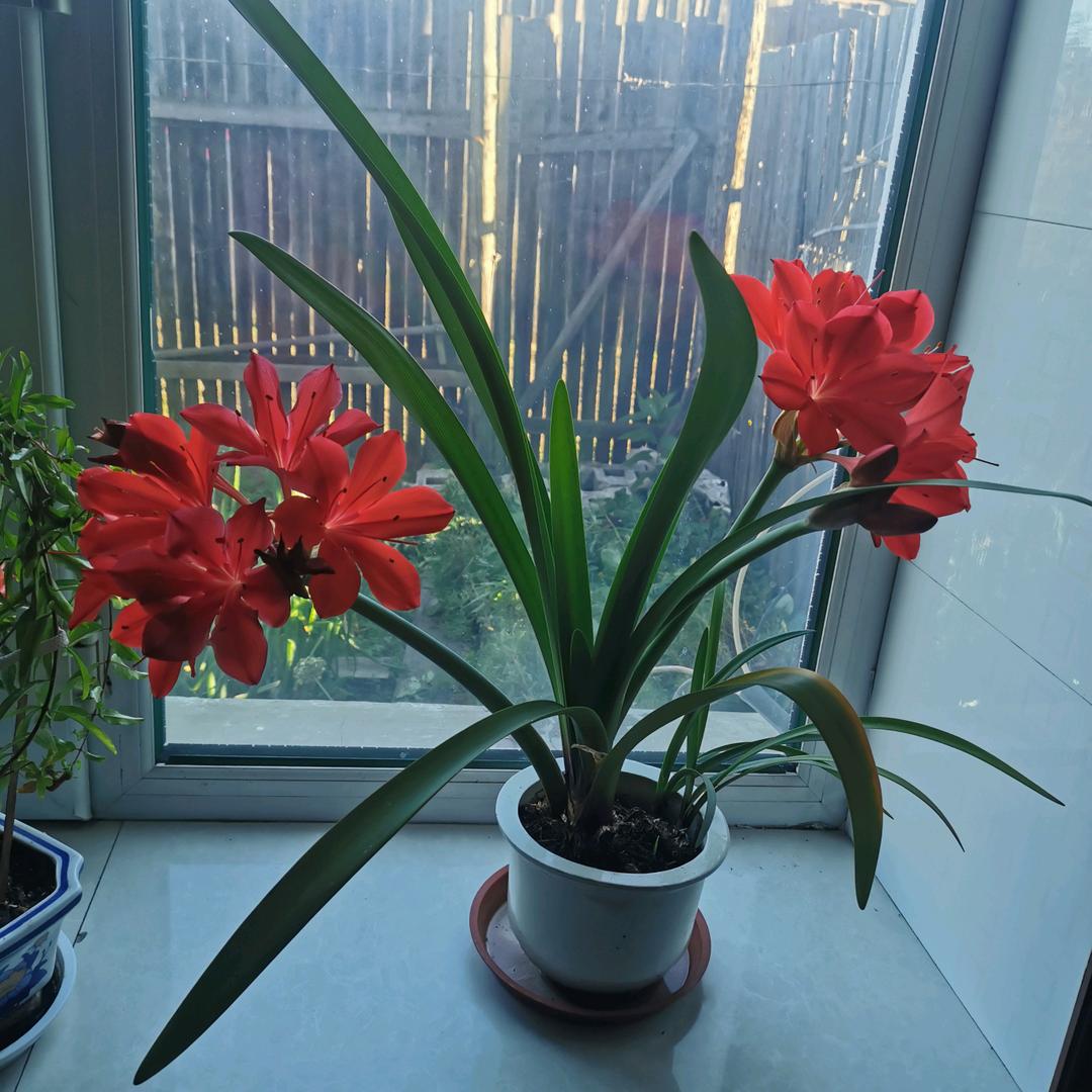 🌹梦里啥都有🌹