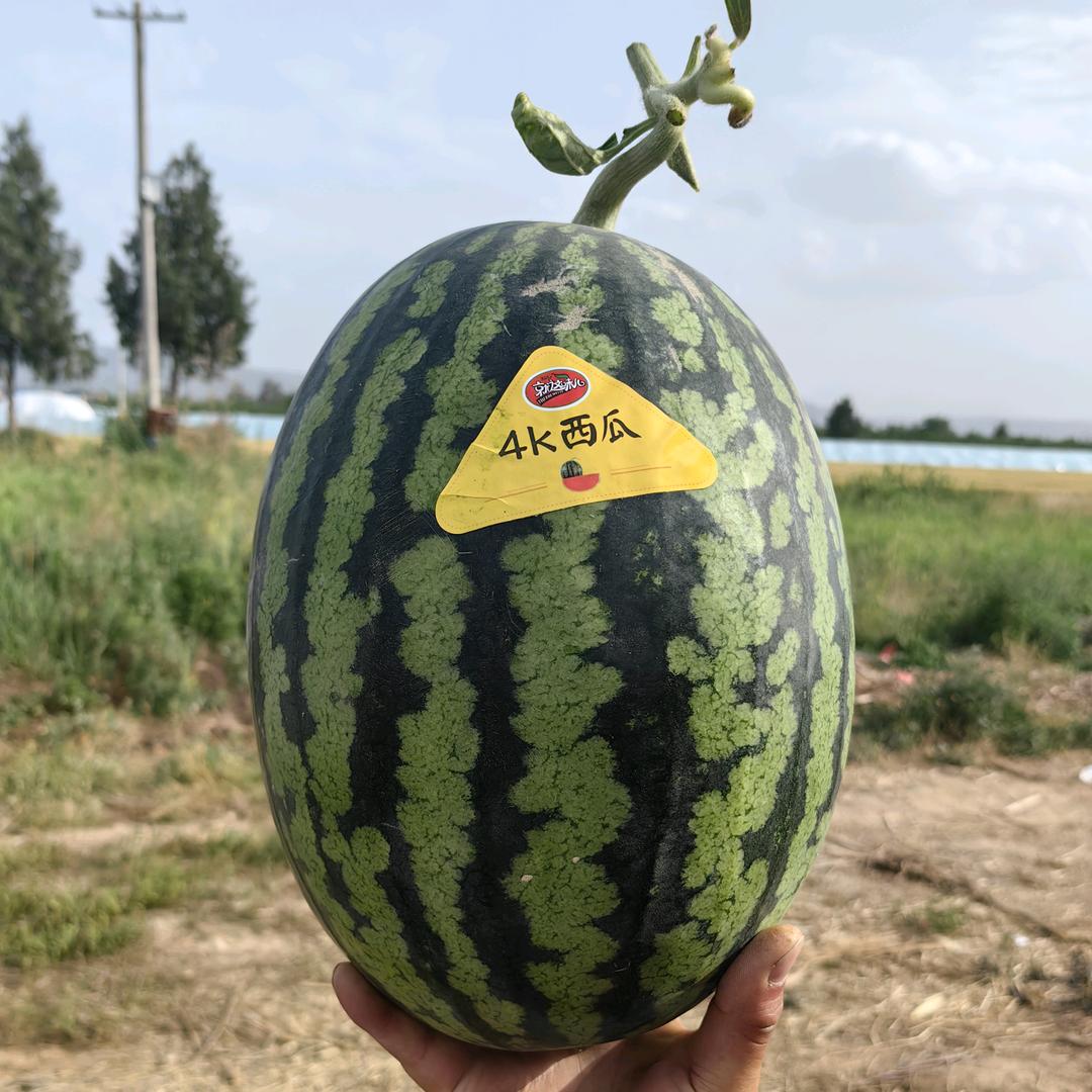 西瓜🍉三哥