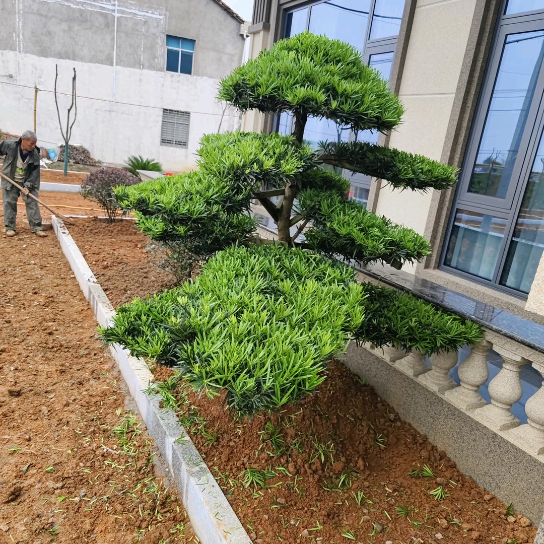 请叫我宋美丽（宋你🍀好运🍀）