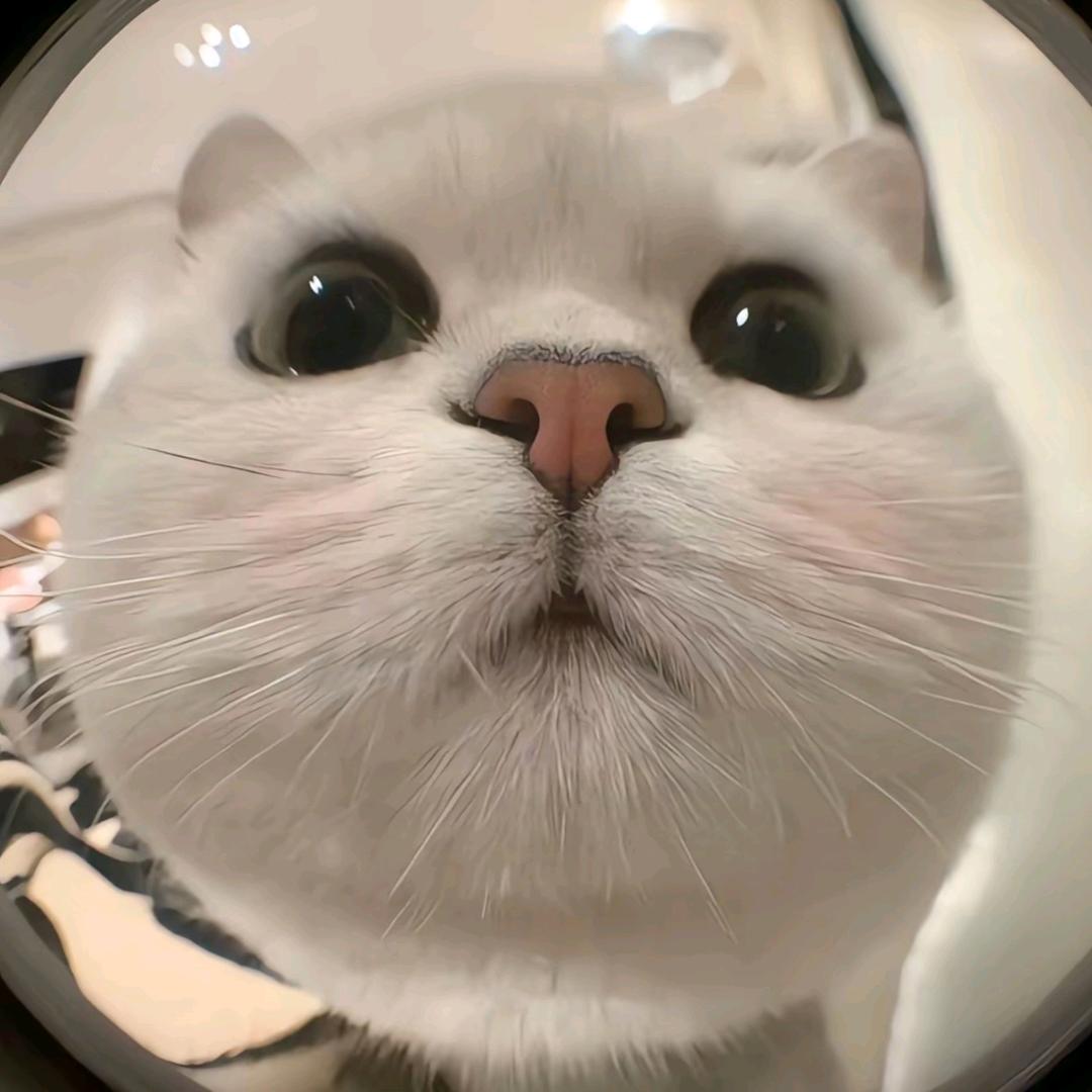 猫meme小短剧