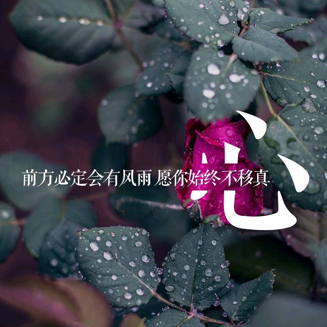 中杆斯登