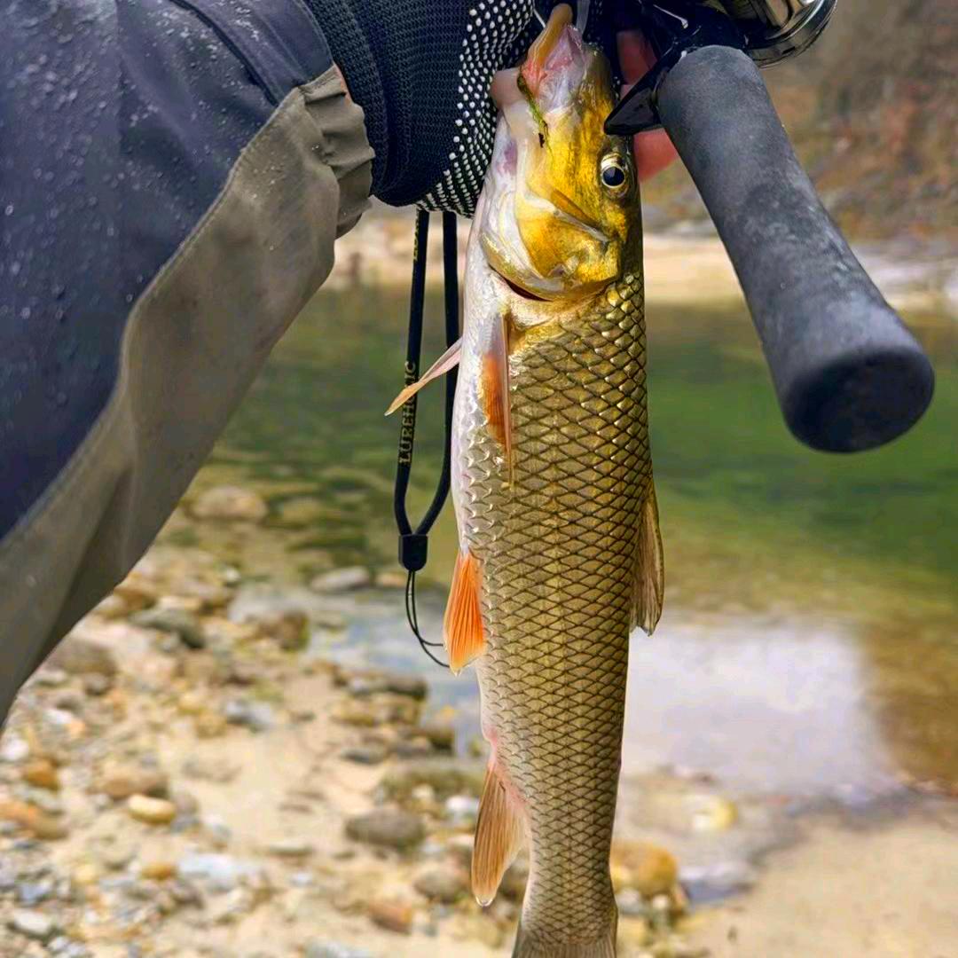 邑仁团队·闷竿溪流钓