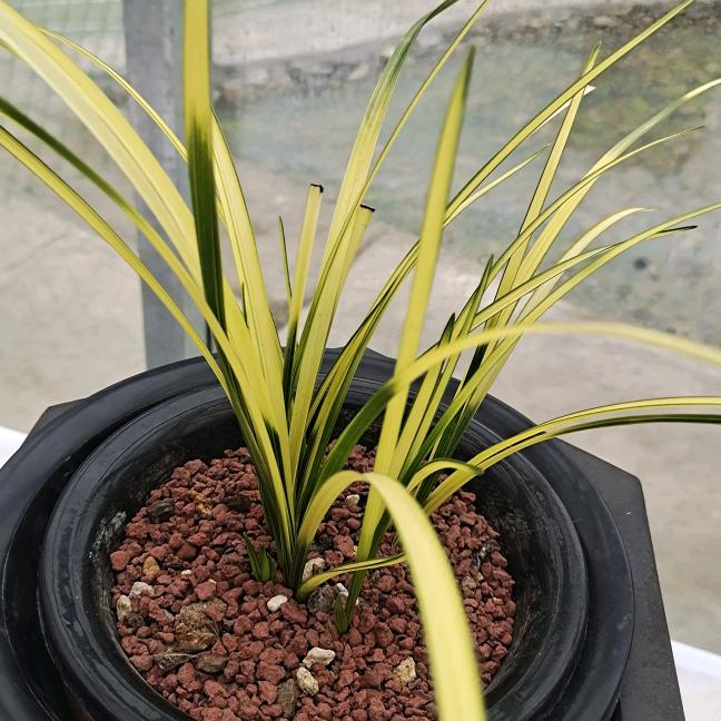 秦岭兰花小齐