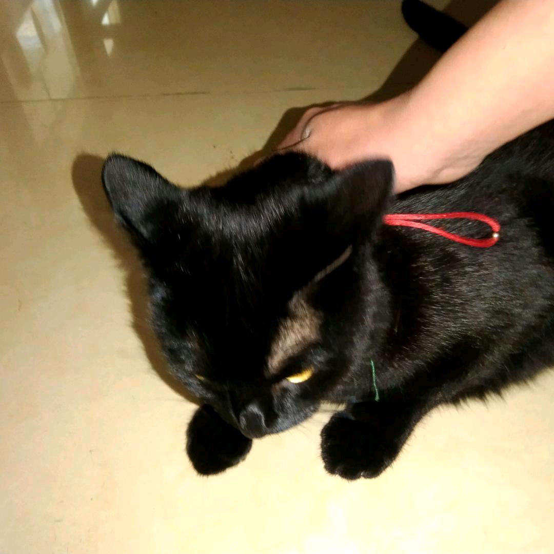 子轩有只猫