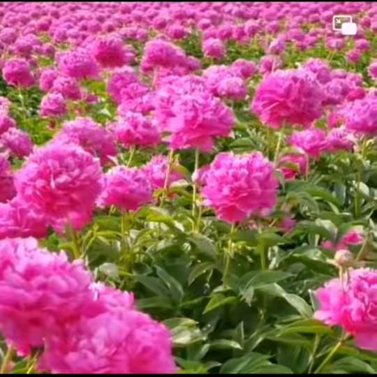 柔情似水