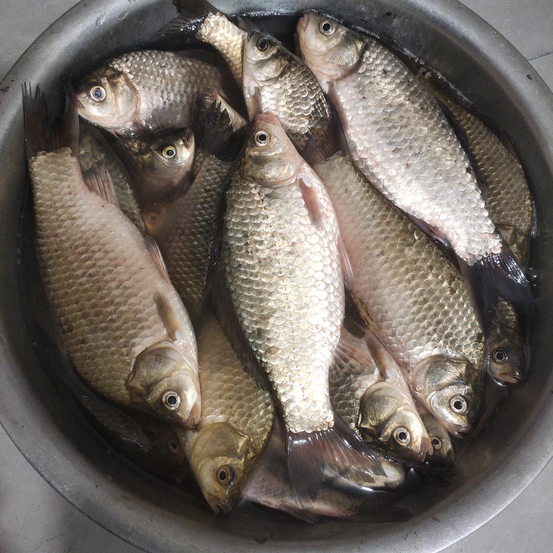 鲁州钓鱼🎣