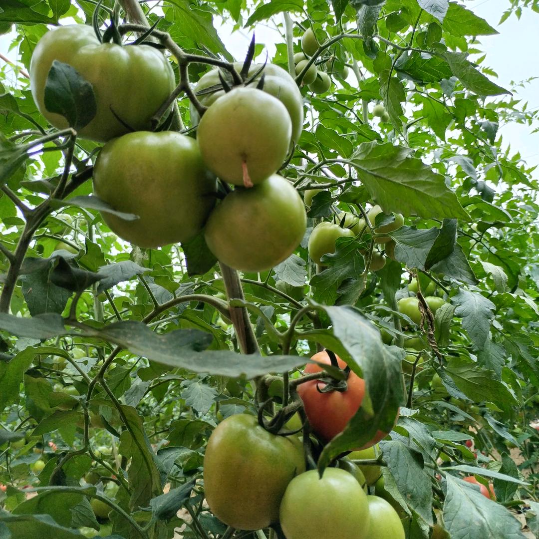 🍅🍅农家果蔬园🍑🍑