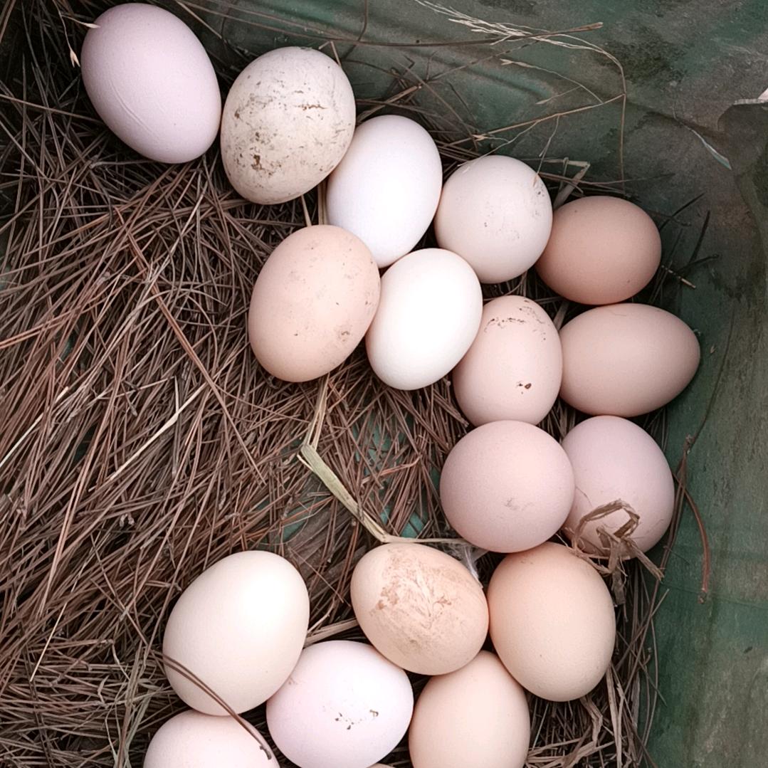 红姐生态养殖（橱窗有好物）