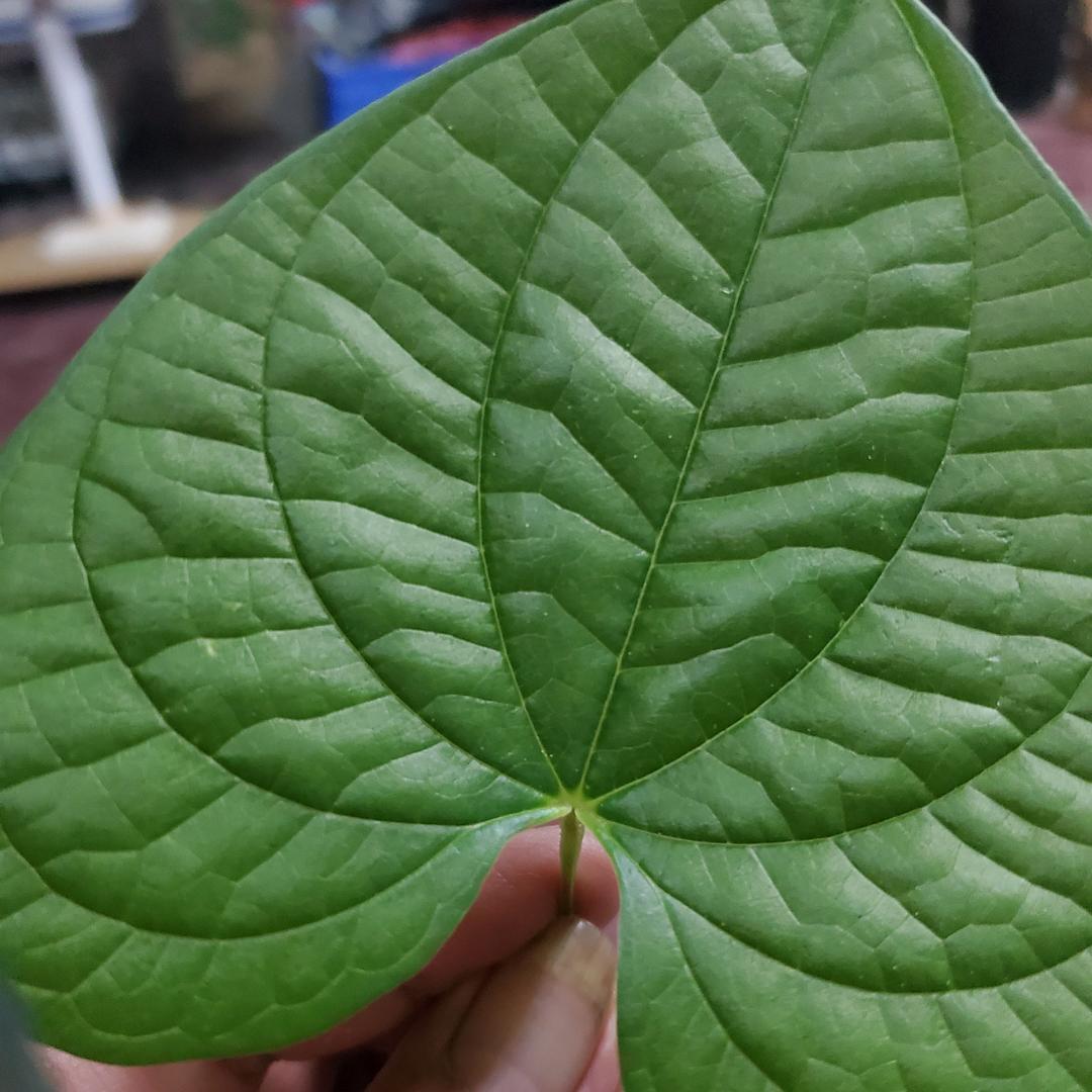 小玲