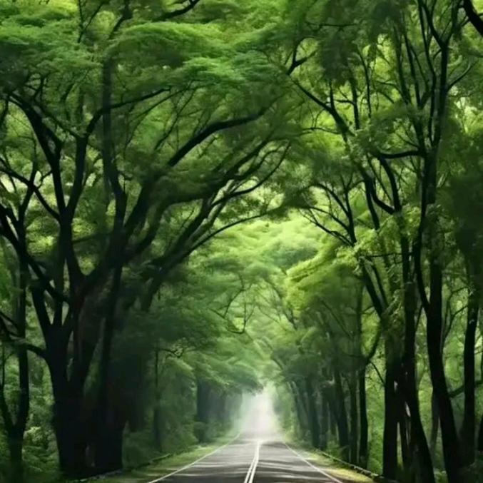 ☘️🍁🌿凉，💝！🌿🍁☘️