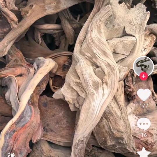 我在灰烬中等你