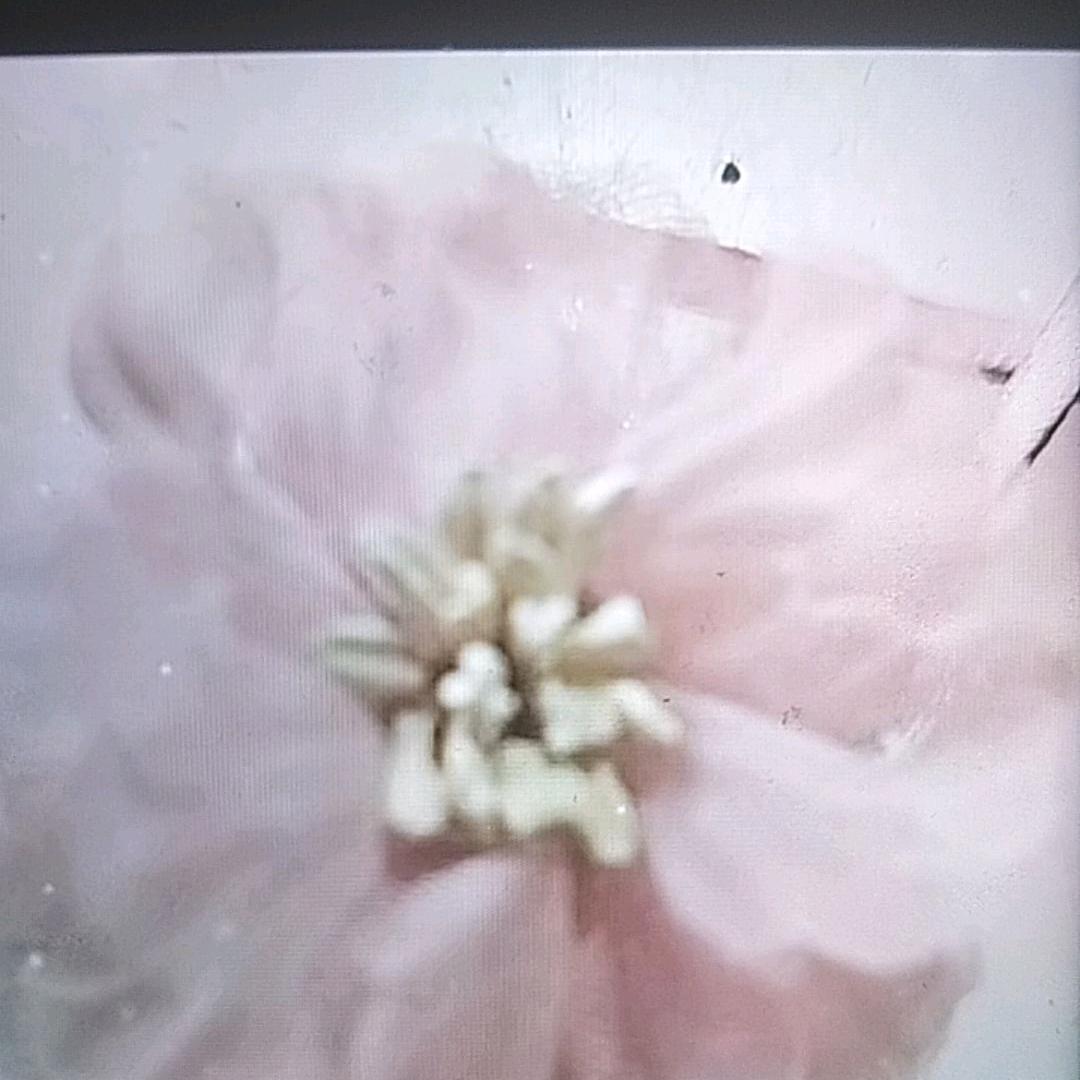 可爱的，小兔子