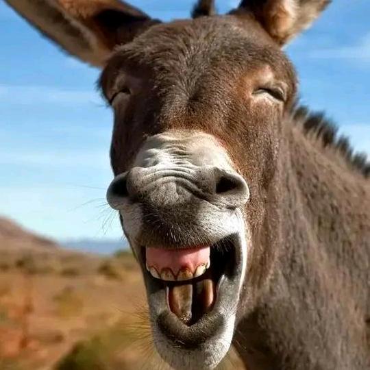 小毛驴_探案_牛探破案爱讲故事